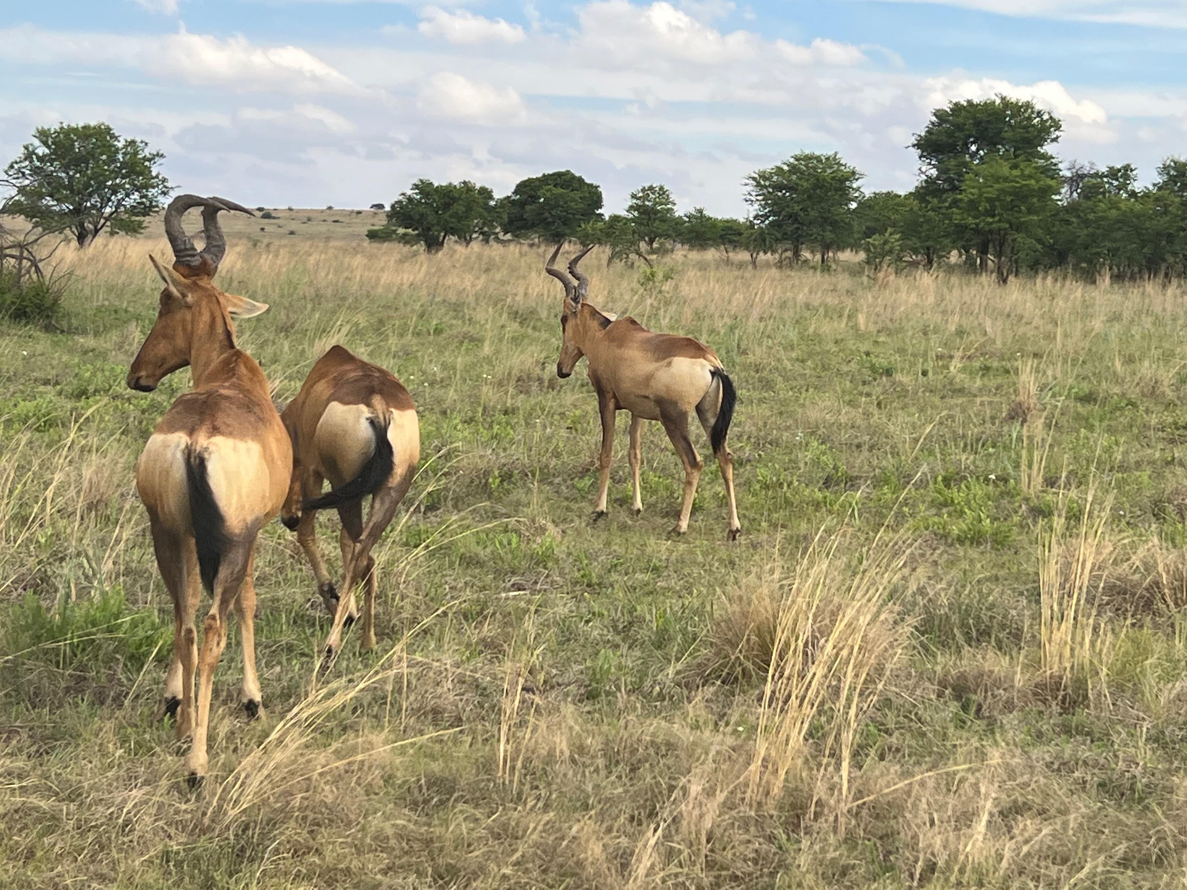 Safari Experience