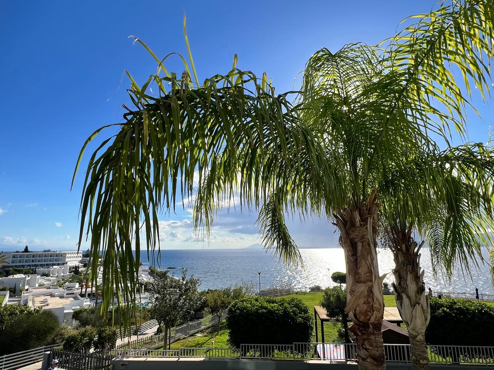 Palm tree overlooking turquoise sea